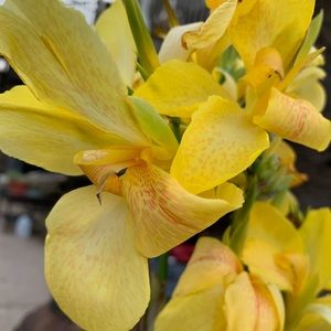 Meet your Posher, Dawn